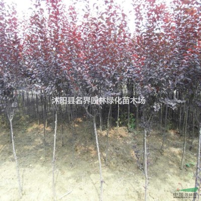 沭陽縣名界園林綠化苗木場 匠心筑綠，守護城市生態之美